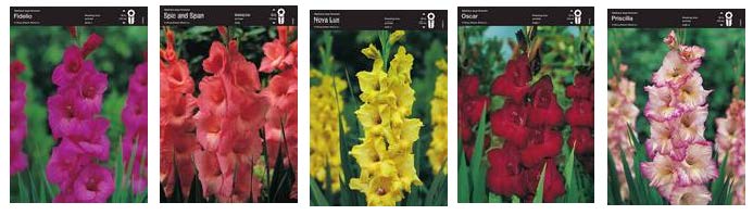 Гладиолус крупноцветковый 2